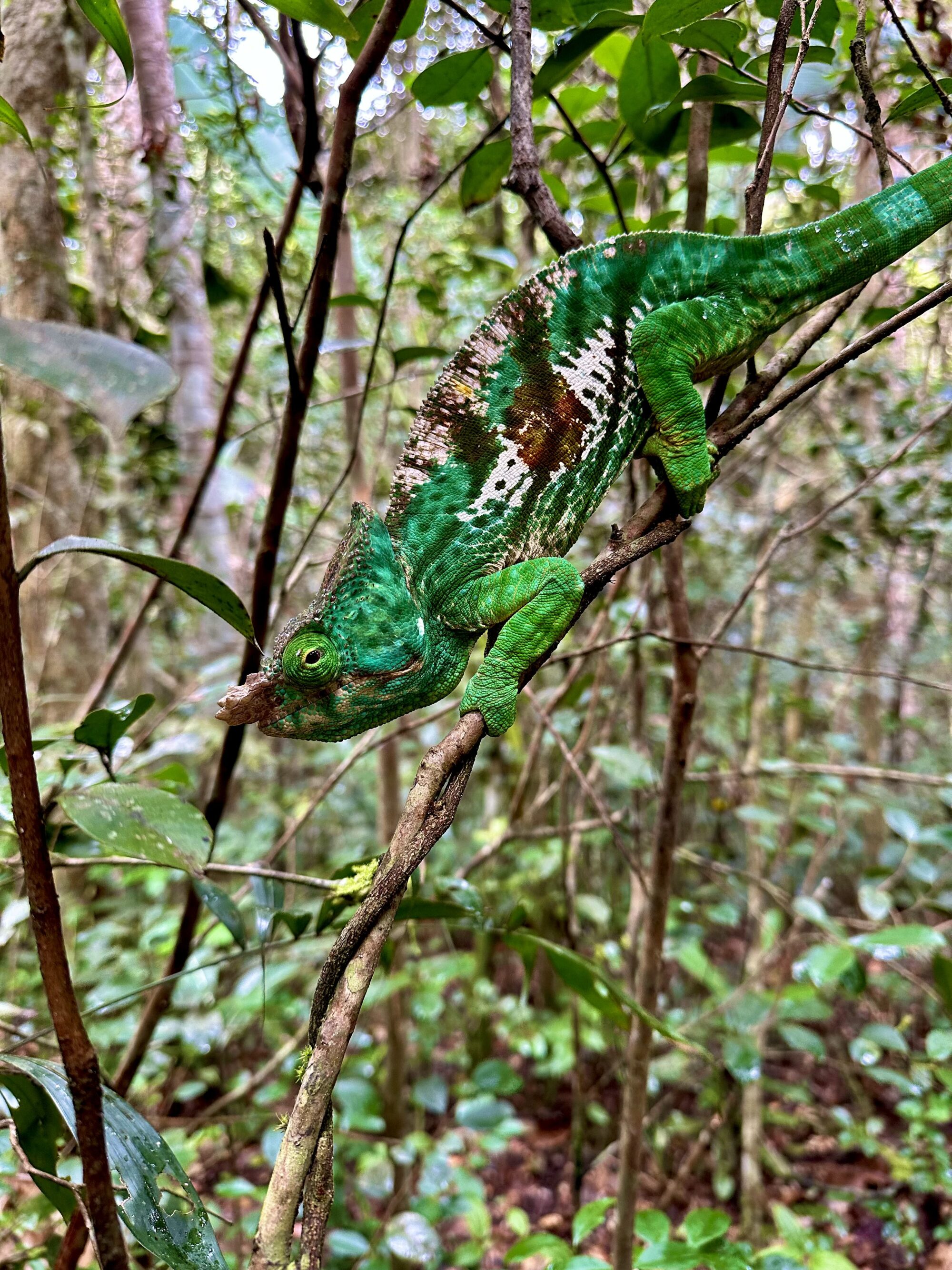 Kamæleon, Madagaskar