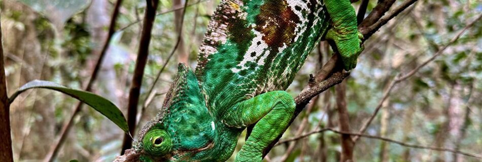 Kamæleon, Madagaskar