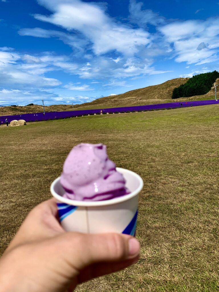 Lavendel farm, New Zealand