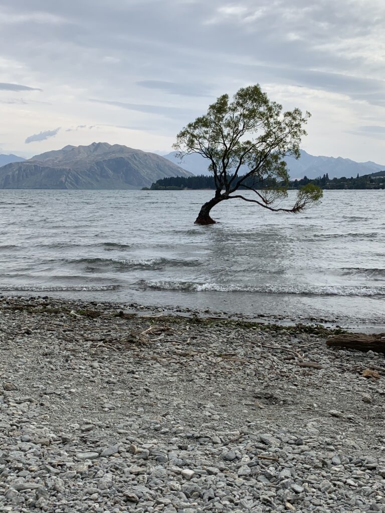 That Wanaka Tree, New Zealand