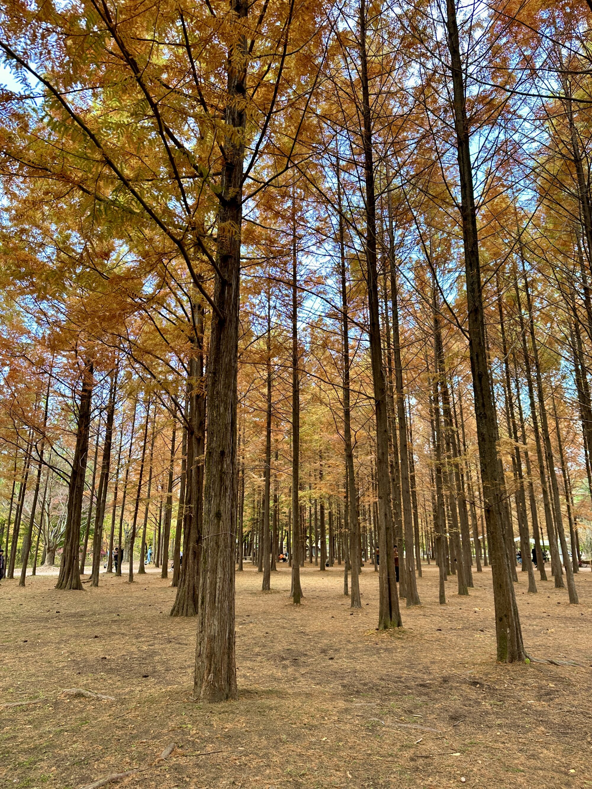 Nami Island, Sydkorea