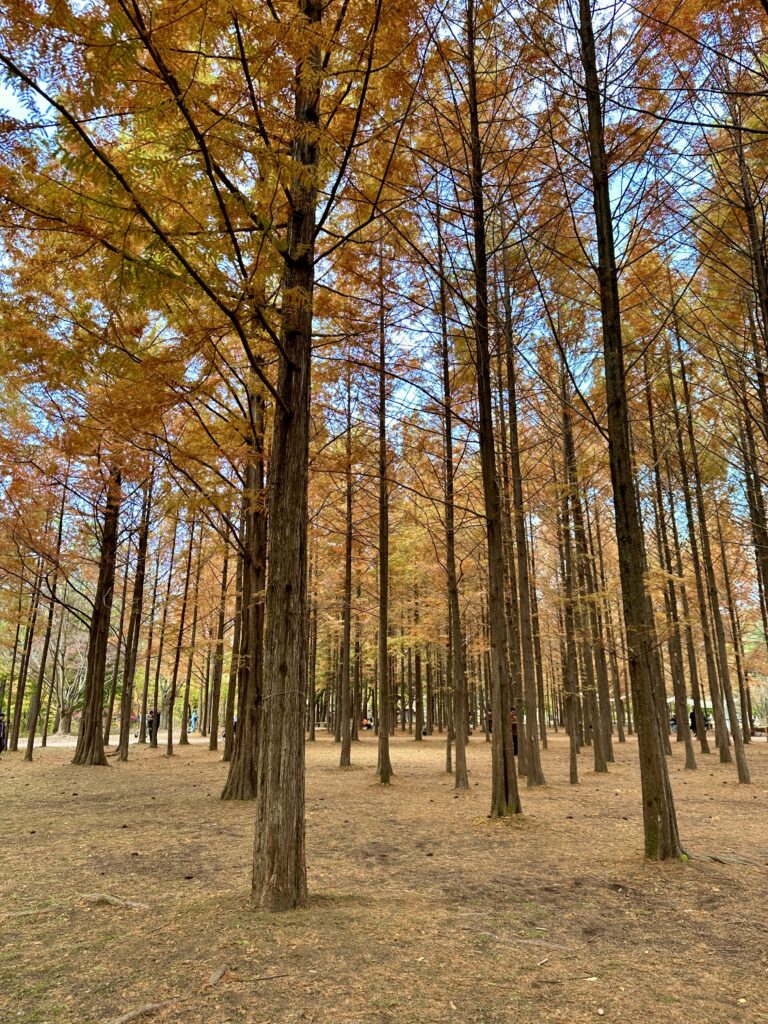 Nami Island, Sydkorea